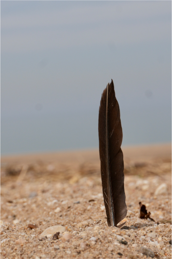 Stillness in the Sand - Photo Print on Fuji Crystal