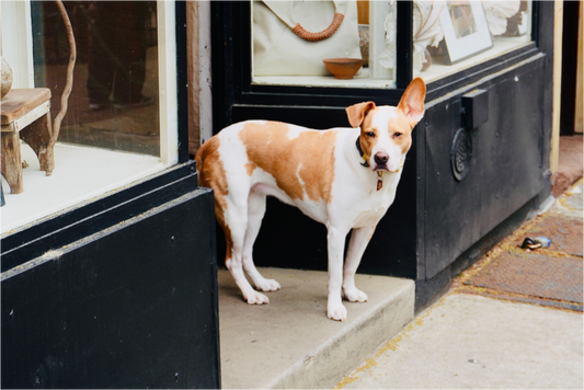BKLYN Shop Dog - Photo Print On Fuji Crystal DP II