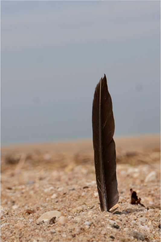 Stillness in the Sand - Photo Print on Fuji Crystal